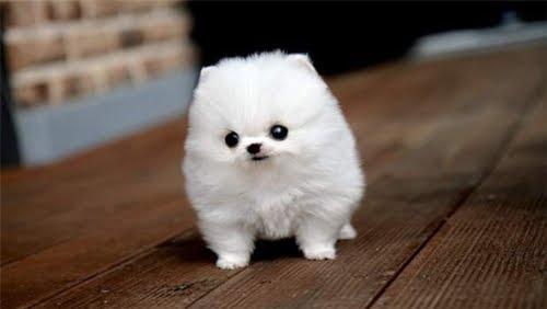 cutest-puppy