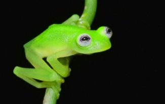 kermit-the-frog-lok-alike-full-shot