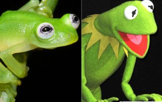 real-life-kermit-the-frog