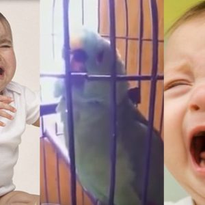 parrot-imitates-crying-baby