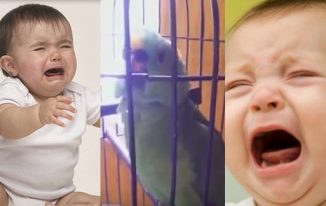 parrot-imitates-crying-baby