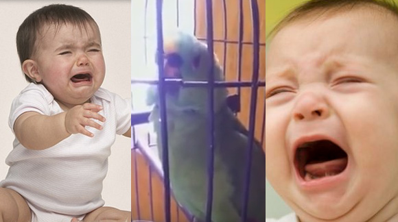 parrot-imitates-crying-baby